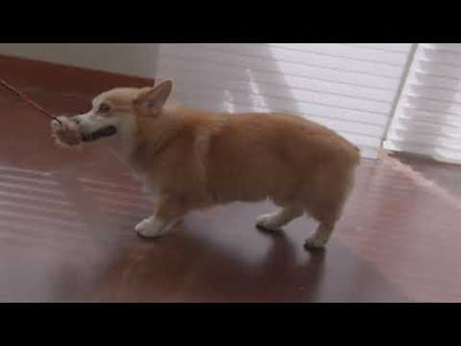 Outward Hound Tail Teaser dog wand in use for interactive chase, training and active play
