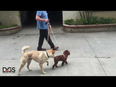 i'm Gismo Dual Leash Carabiner Connector used to walk two dogs with one hand