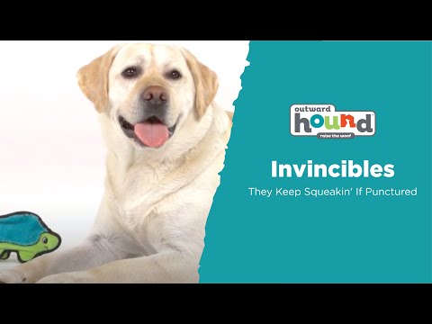 Outward Hound Durablez Snake Green XXL plush dog toy shown in use during dog play