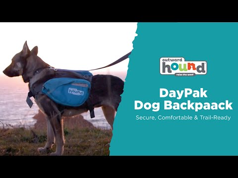 Outward Hound DayPak Saddleback Dog Backpack in use on a dog, showing the blue saddlebag design during outdoor activity