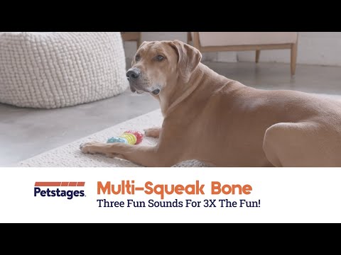 Dog playing with the Petstages Multi-Squeak Bone toy, showing the squeaky sound, textured chew sections and easy-carry bone shape during supervised play.