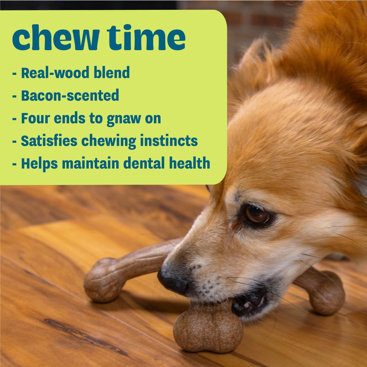 Dog chewing Pupstages Dogwood Jack showing bacon scent and four-ended design