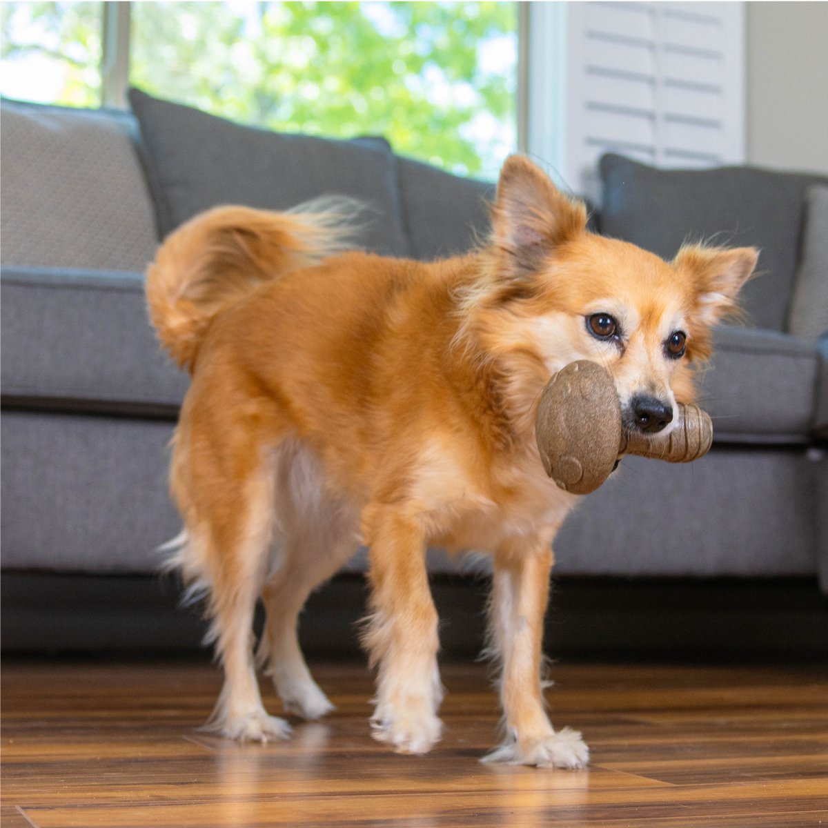 Dog carrying Pupstages Dogwood Mushroom medium chew toy indoors