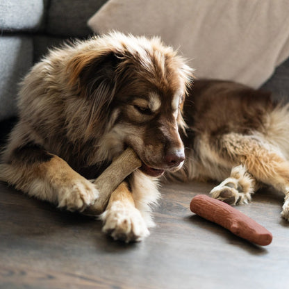 Dog relaxing indoors with Pupstages Dogwood Original and Mesquite chew toys