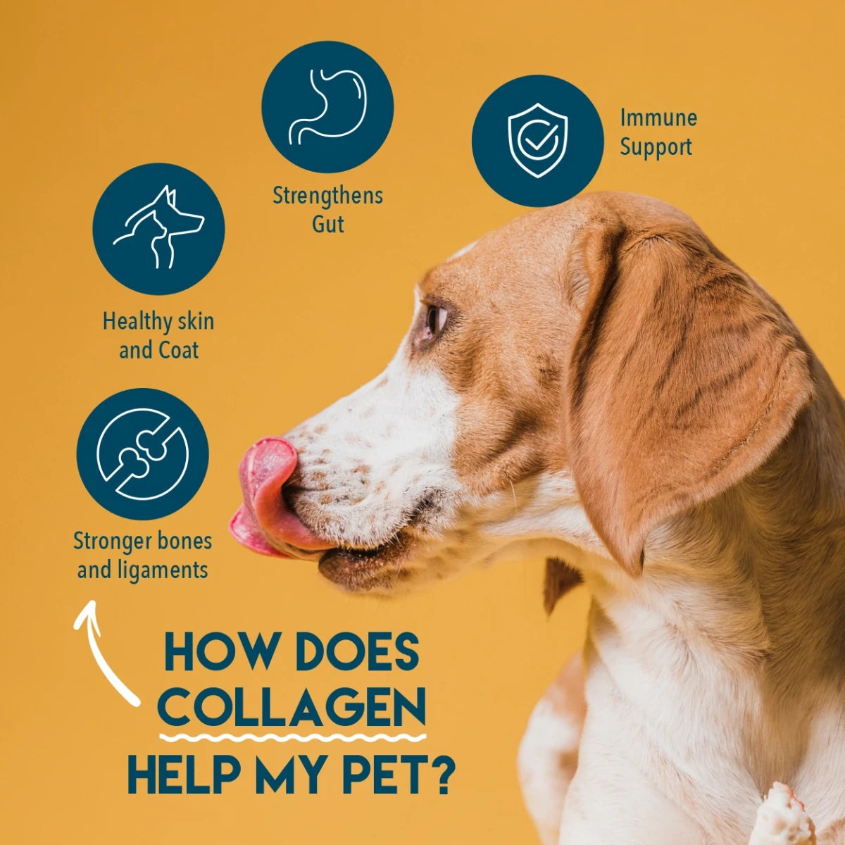 Infographic explaining benefits of collagen and bone broth for pet joints, digestion, immunity, and skin and coat