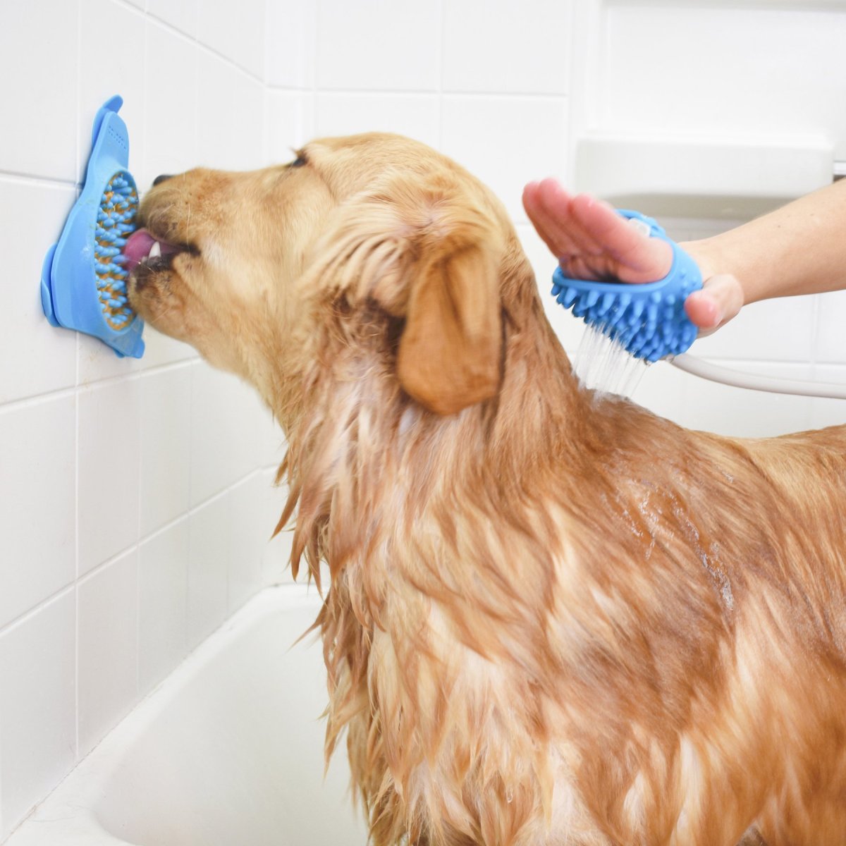 Dog using Aquapaw Slow Treater lick mat as a treat distraction while being bathed