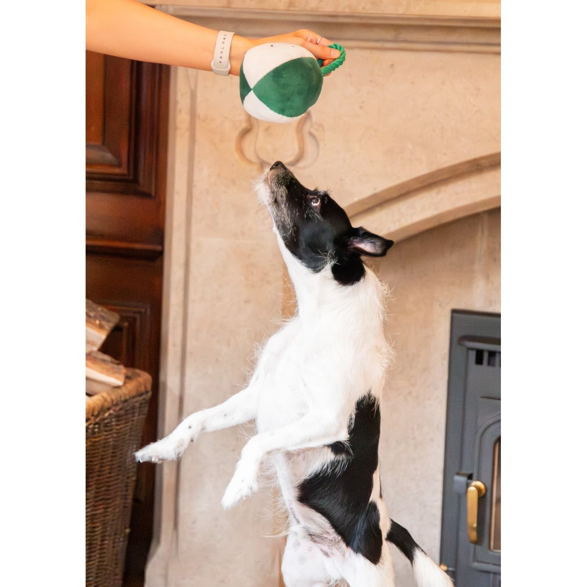 Black and white dog reaching towards a green and white Rosewood Bauble Buddies plush Christmas dog toy held by its twisted rope handle during play.