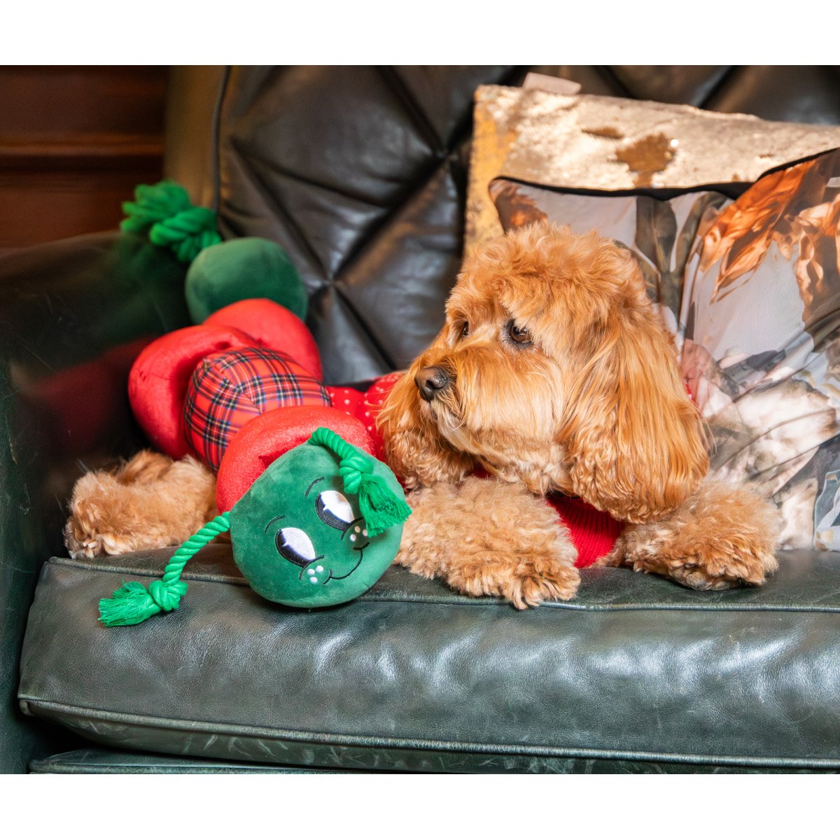 Curly-haired dog resting on a dark green sofa beside the green plush head of the Casper Caterpillar Christmas dog toy