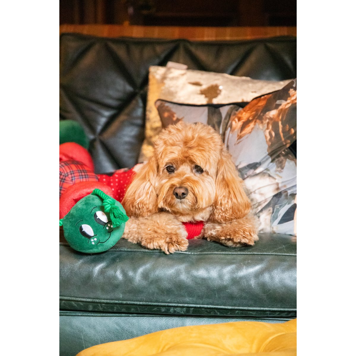 Curly-haired dog relaxing on a green sofa with Casper Caterpillar's smiling plush head and festive segmented body