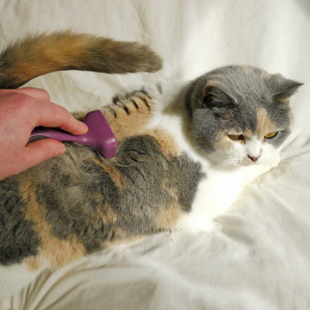 Cat being groomed with Rosewood Moult Stoppa de-shedding tool