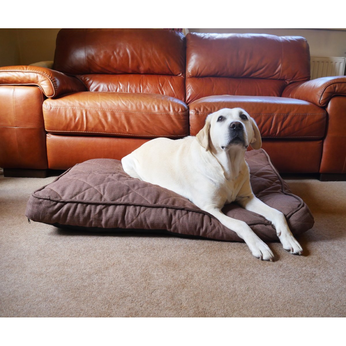 Cream Labrador resting on the Rosewood Chocolate Tweed Dog Mattress in a living room, showing the padded brown mattress beside a leather sofa.