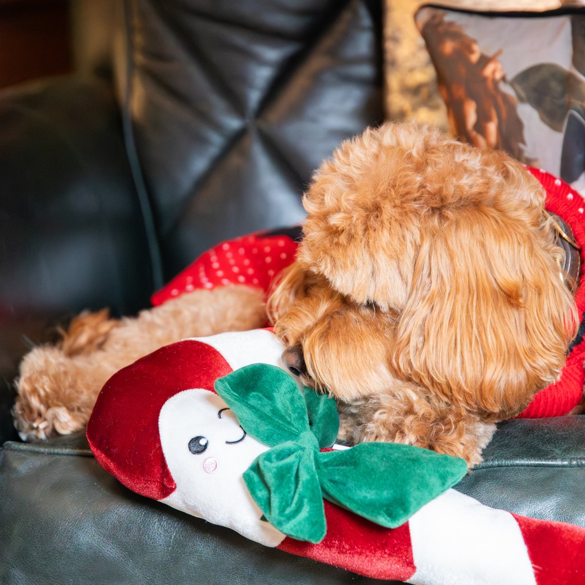 Close-up of a curly-haired dog cuddling the Rosewood Clark Candy Cane Christmas dog toy on a green sofa, showing the red and white plush toy and green bow.