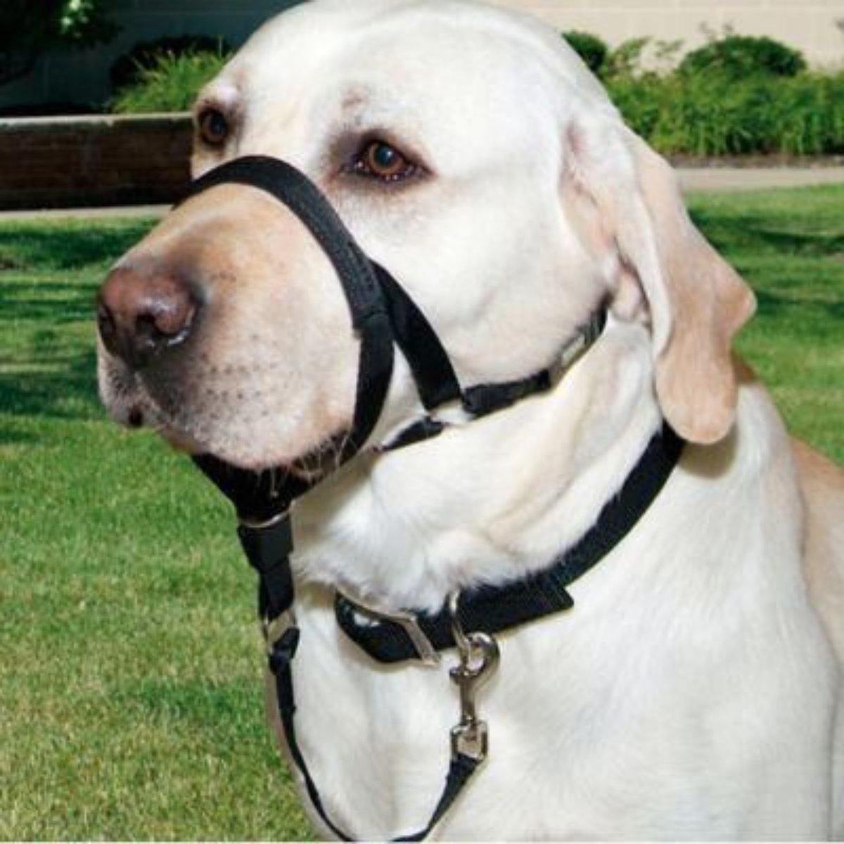 Labrador wearing the Rosewood Coastal Walk 'n Train Dog Head Halter