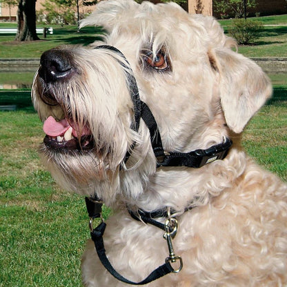 Dog wearing the Rosewood Coastal Walk 'n Train Dog Head Halter