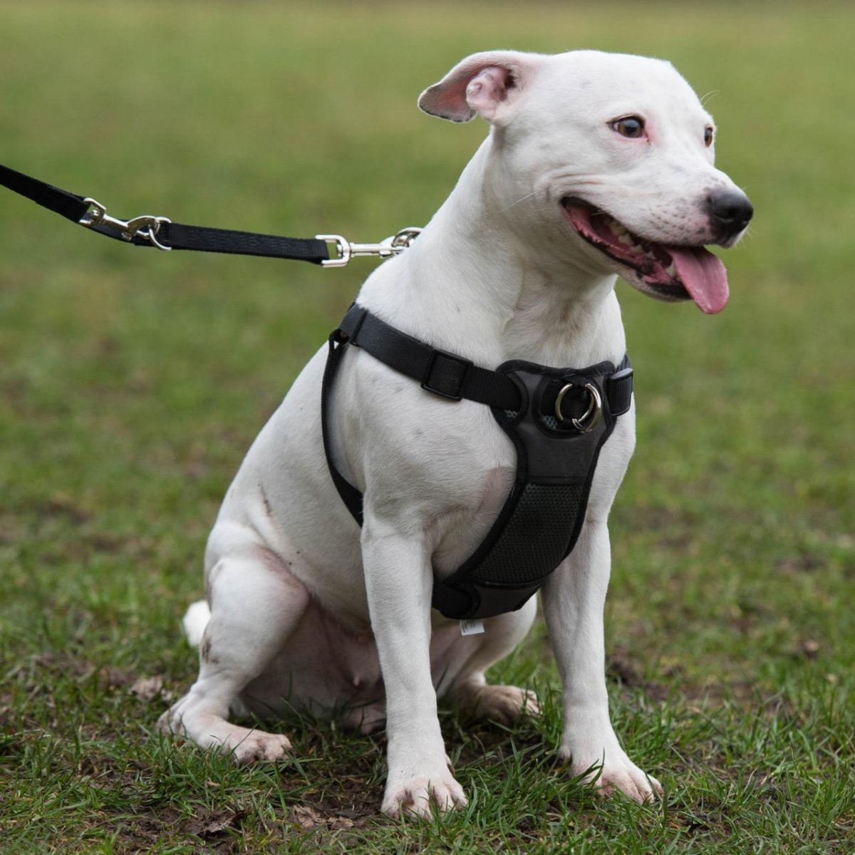 Dog wearing Rosewood Coastal front-connect padded harness with lead attached