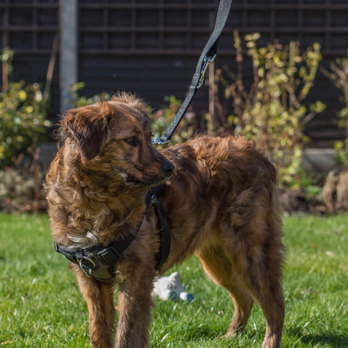 Dog wearing Rosewood Coastal Walk 'n Train padded harness outdoors