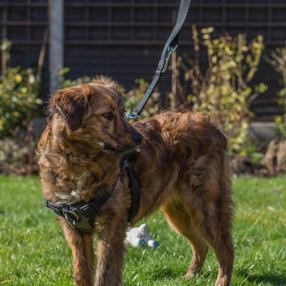 Dog wearing Rosewood Coastal Walk 'n Train padded harness outdoors