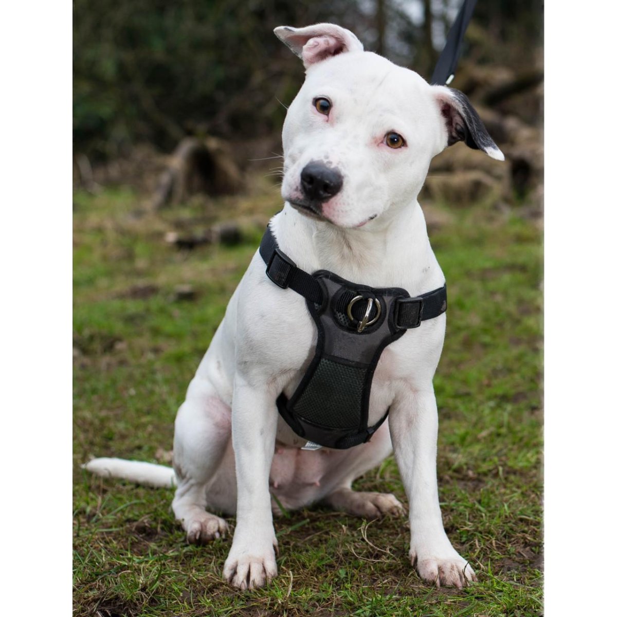 White dog wearing Rosewood Coastal Walk 'n Train Front-Connect Padded Dog Harness