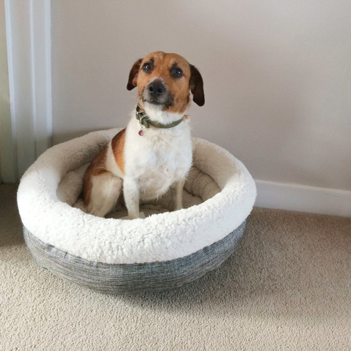 Small brown and white dog sitting inside the Rosewood Deep Tweed Teddy Bear Round Bed with cream teddy bear fleece lining and grey tweed exterior.