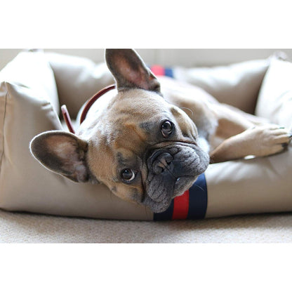 Close-up of a French Bulldog resting its head over the padded front edge of a beige Rosewood Designer Dog Bed.