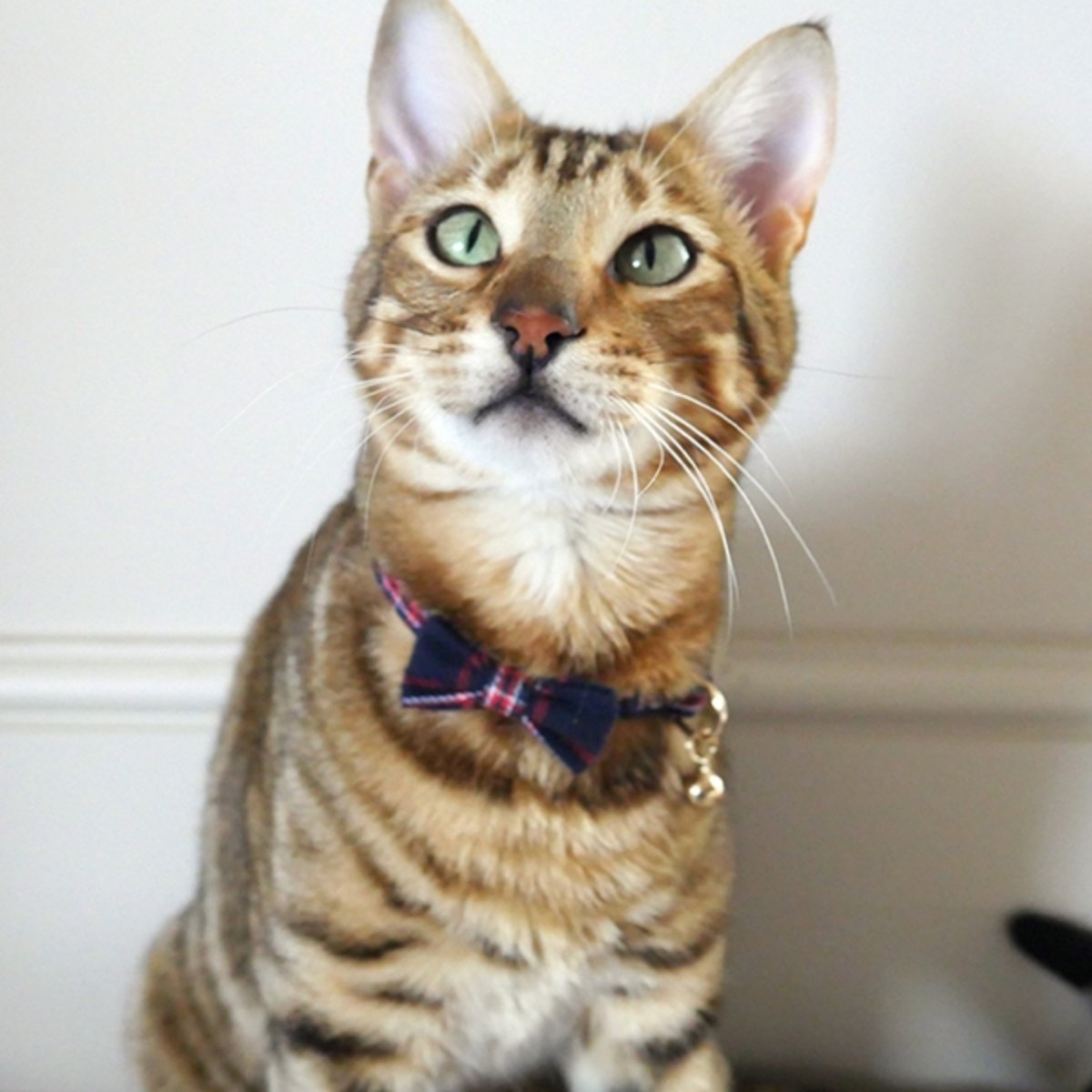 Cat wearing the Rosewood Designer Navy and Red Tartan Cat Collar with bow tie and bell