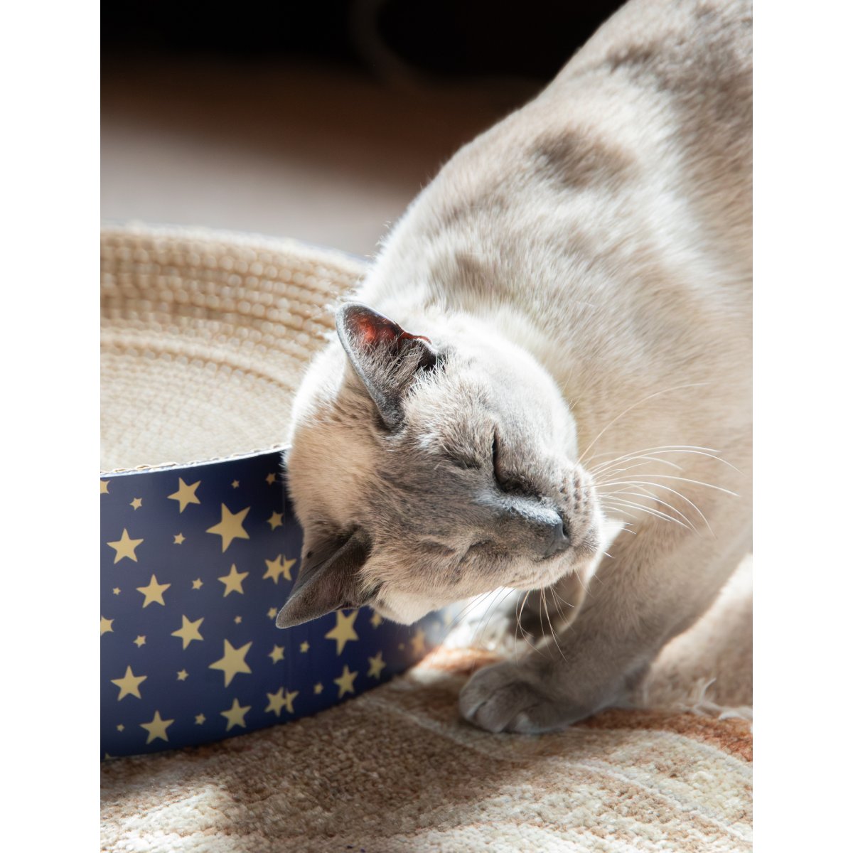 Close-up of a Siamese-style cat rubbing its face against the edge of the Rosewood Festive Cardboard Cat Scratcher with its gold star Christmas pattern.