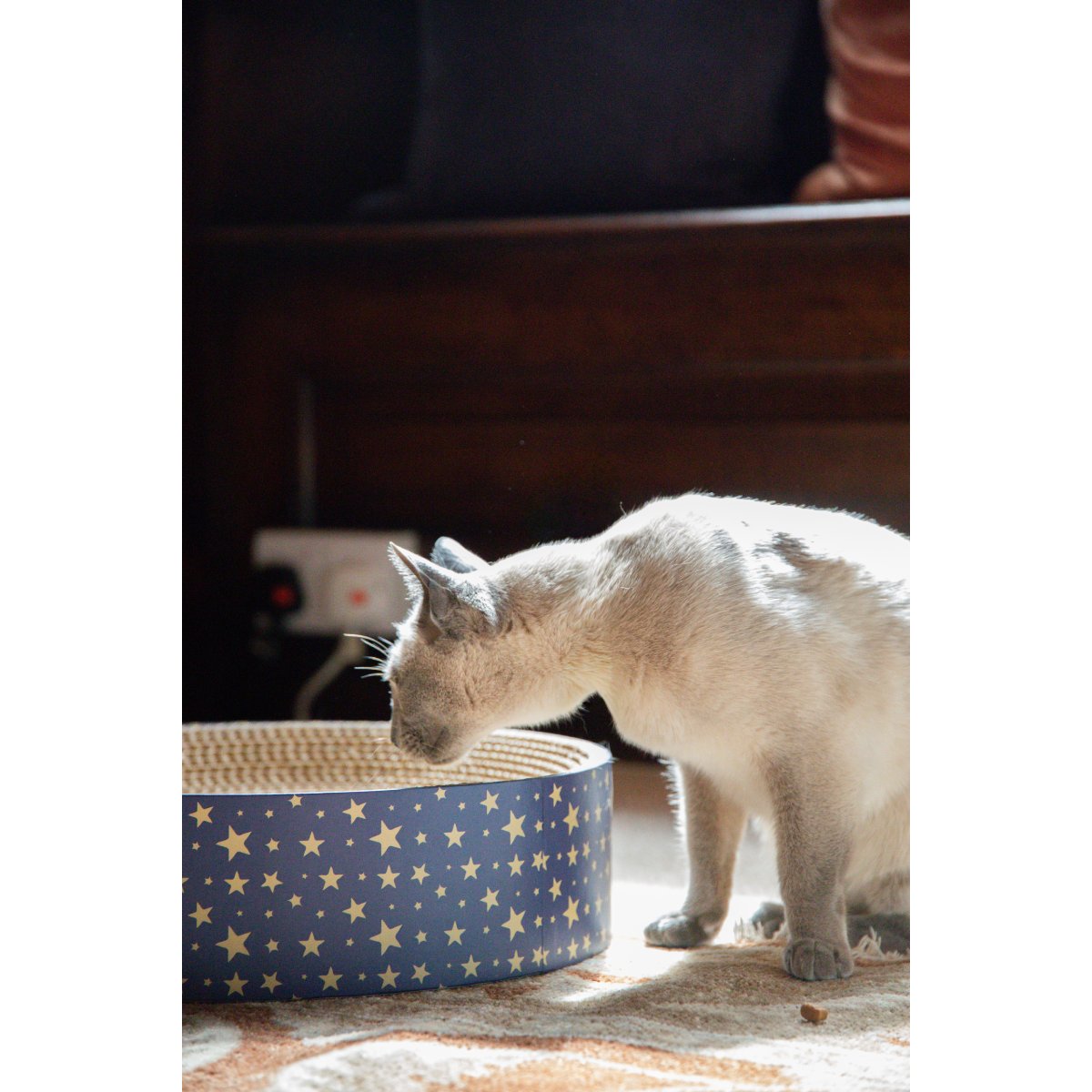Siamese-style cat inspecting the corrugated scratching surface of the Rosewood Festive Cardboard Cat Scratcher with navy blue sides and gold stars.