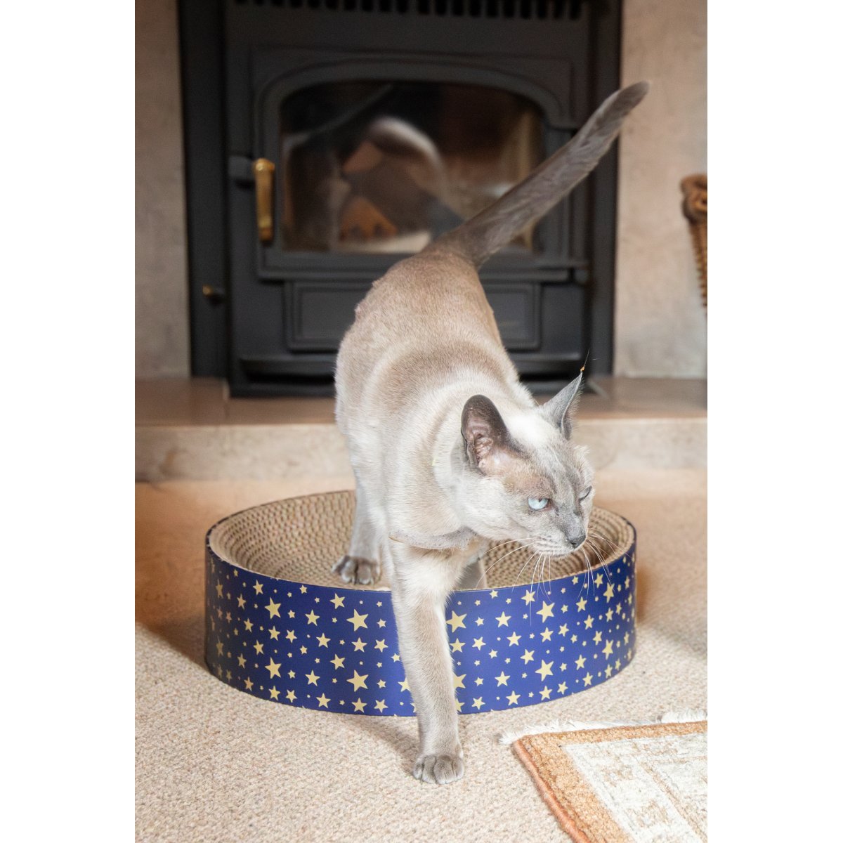 Siamese-style cat standing inside the round Rosewood Festive Cardboard Cat Scratcher, showing the textured scratching surface and navy blue sides with gold stars.