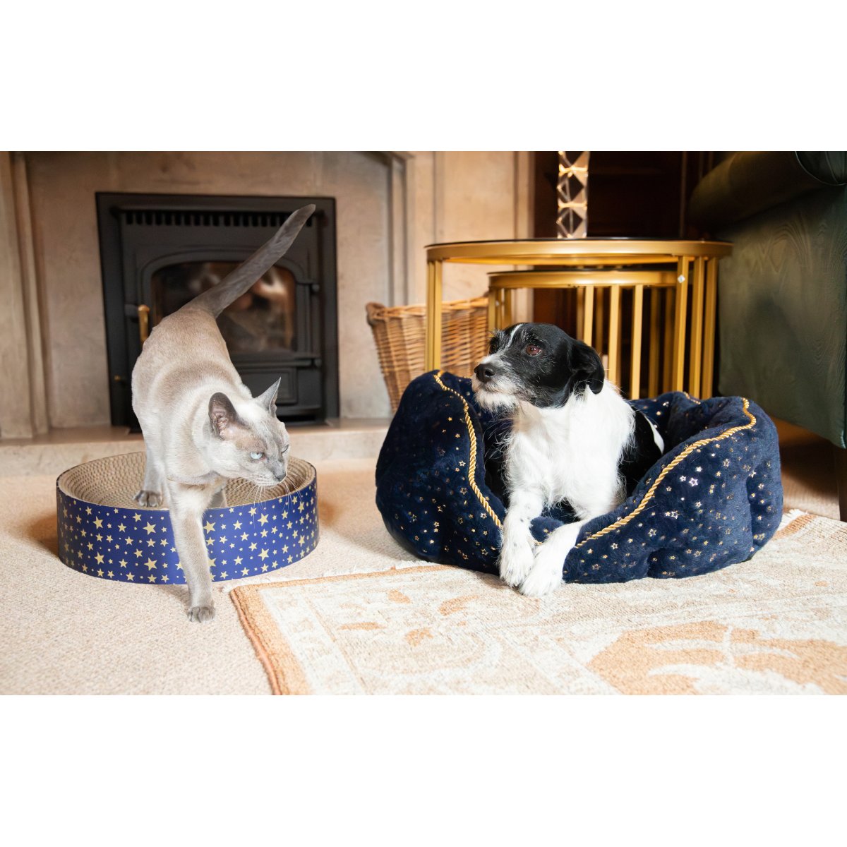 Siamese-style cat stepping out of the Rosewood Festive Cardboard Cat Scratcher beside a black and white dog resting in a matching navy and gold pet bed.