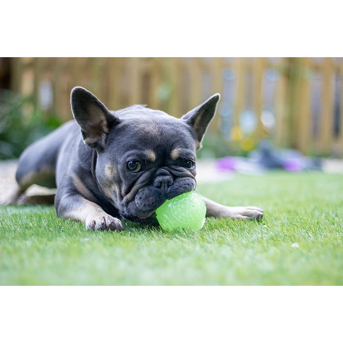 Dog playing outdoors with Rosewood Glow in the Dark Ball