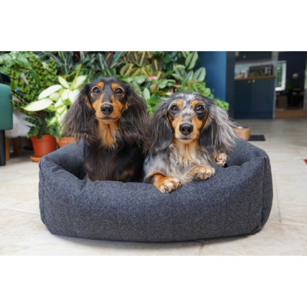 Two long-haired Dachshunds sitting together in a Rosewood Grey Felt with Memory Foam Square Dog Bed with padded raised sides, indoors.