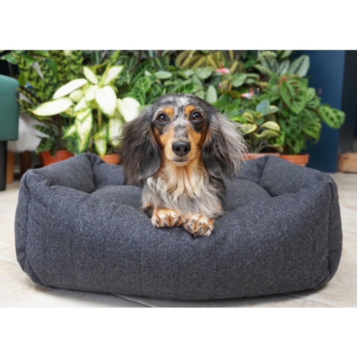 Dapple long-haired Dachshund sitting in a Rosewood Grey Felt with Memory Foam Square Dog Bed, showing the cushioned interior and supportive raised sides.