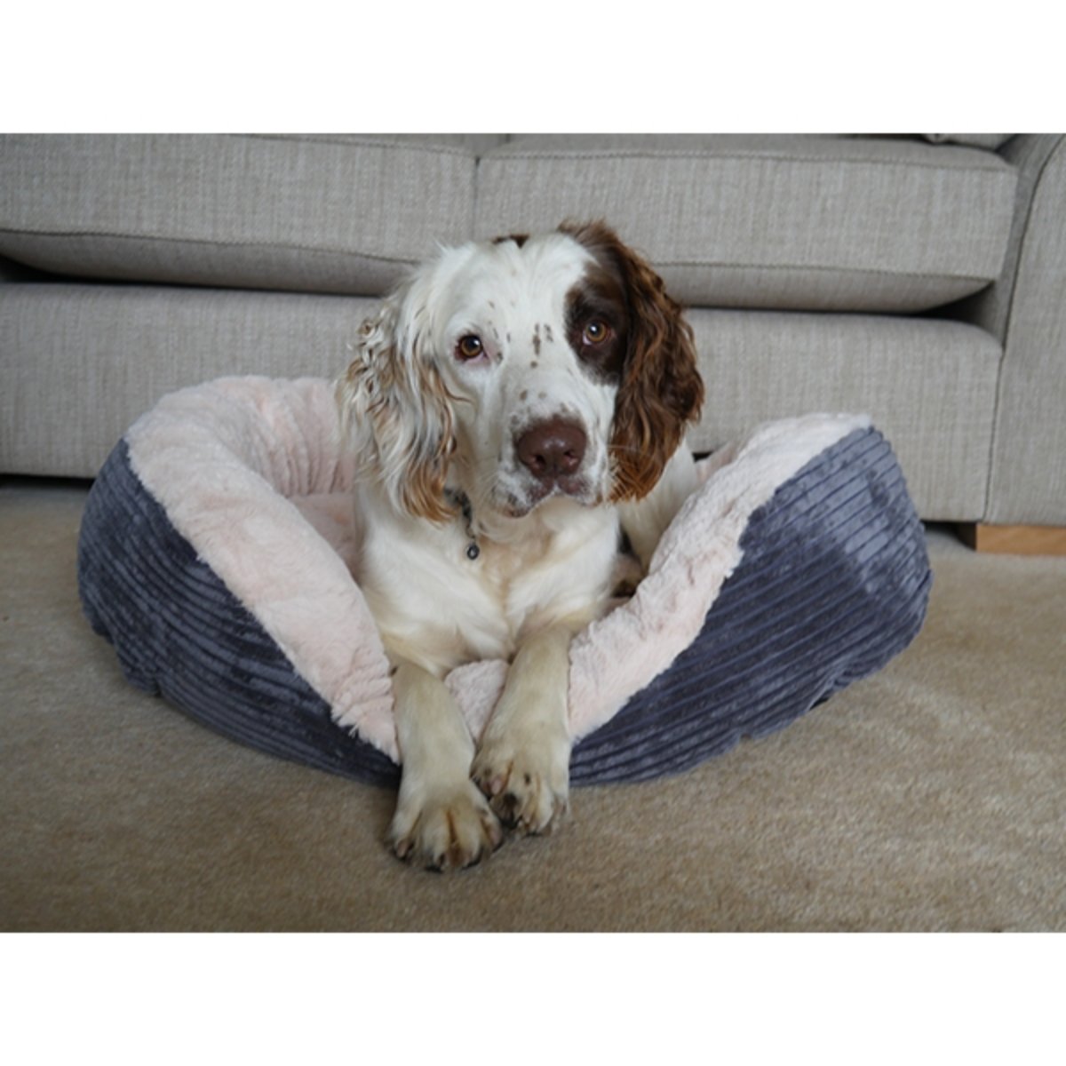White and brown dog sitting upright with front paws over the plush edge of the Rosewood Grey Jumbo Cord & Plush Oval Dog Bed.