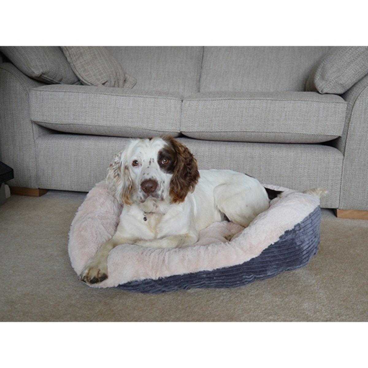 White and brown dog relaxing in a Rosewood Grey Jumbo Cord & Plush Oval Dog Bed, featuring a soft cream plush interior and textured grey cord exterior, in front of a sofa.