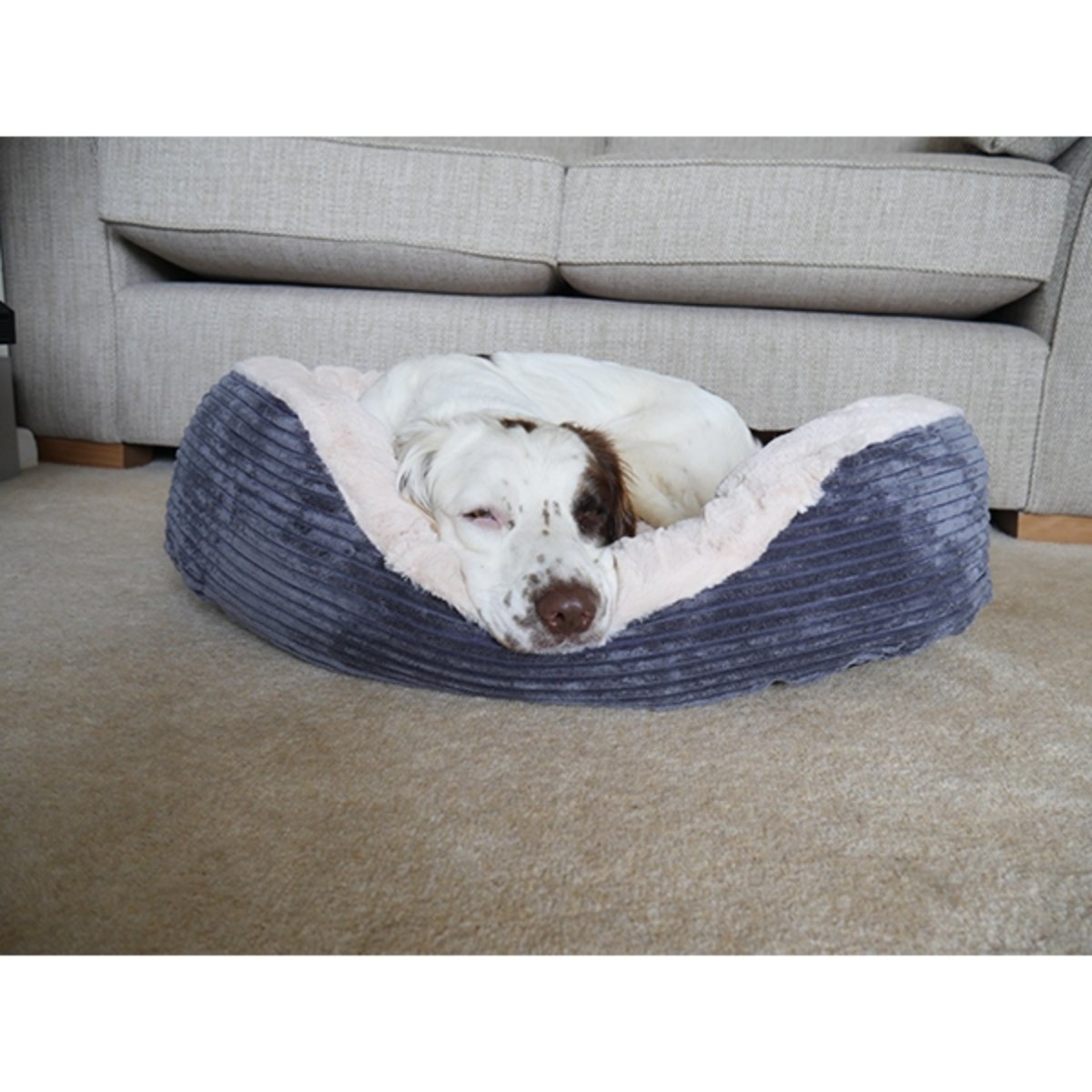 White and brown dog sleeping with its head resting on the plush edge of a Rosewood Grey Jumbo Cord & Plush Oval Dog Bed beside a sofa.