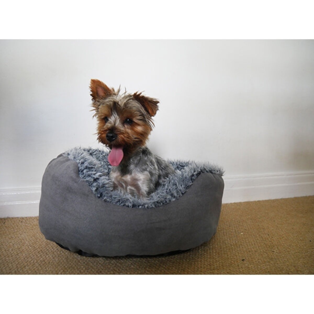 Small Yorkshire Terrier sitting upright with its tongue out in a Rosewood Grey Lion Faux Suede Oval Dog Bed with fluffy grey lining and raised padded sides.