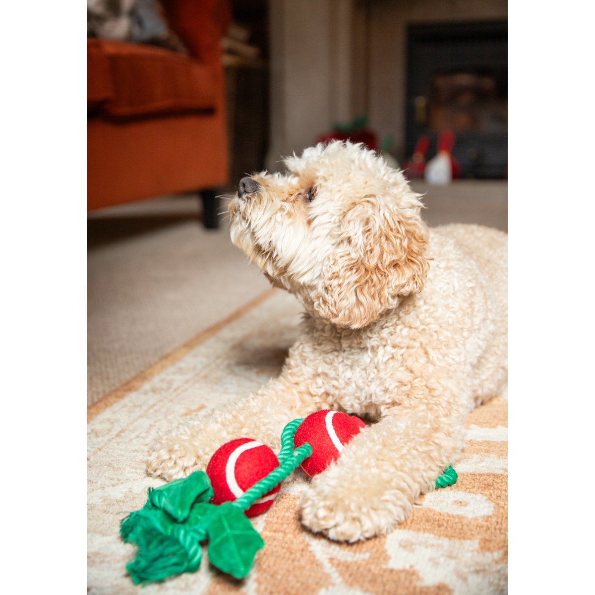 Cream-coloured curly-haired dog lying on a rug with the Rosewood Holly Jolly Christmas rope toy between its front paws.