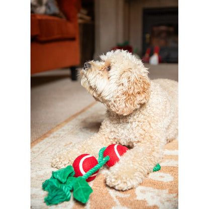 Cream-coloured curly-haired dog lying on a rug with the Rosewood Holly Jolly Christmas rope toy between its front paws.