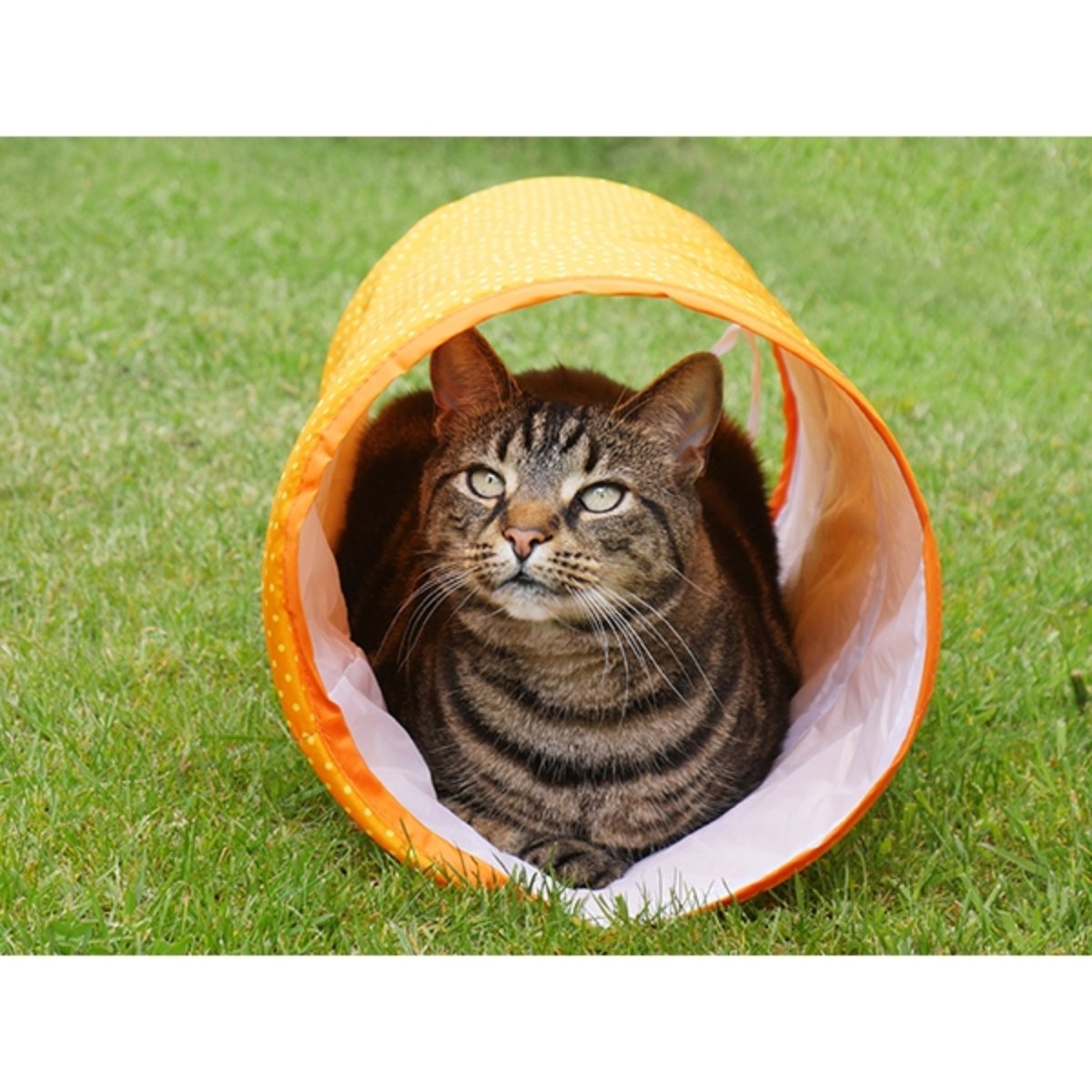 Cat sitting inside Rosewood Jolly Moggy Cat Tunnel for hiding and playful tunnel fun