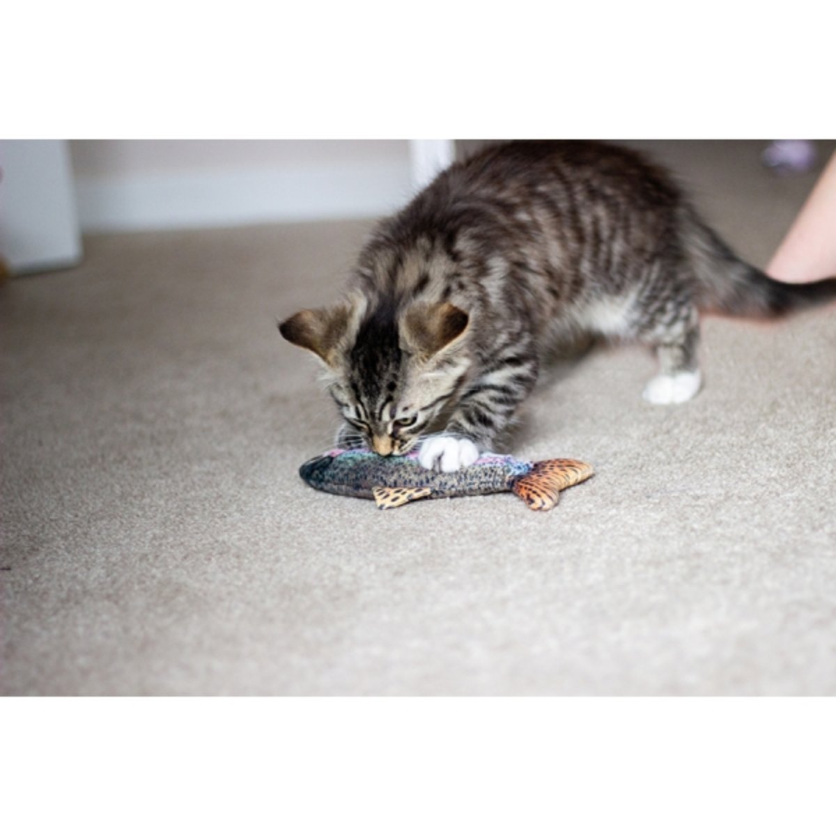 Kitten playing with Rosewood Jolly Moggy Catnip Red Snapper plush fish cat toy on carpet