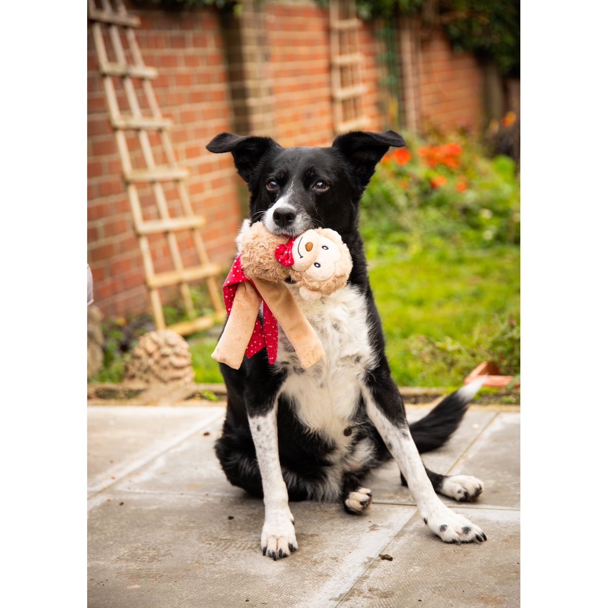 Black and white dog carrying Rosewood Max Monkey Christmas plush dog toy by its soft monkey head