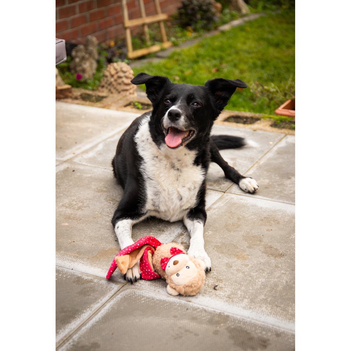 Black and white dog lying outdoors with Rosewood Max Monkey plush Christmas dog toy between its paws