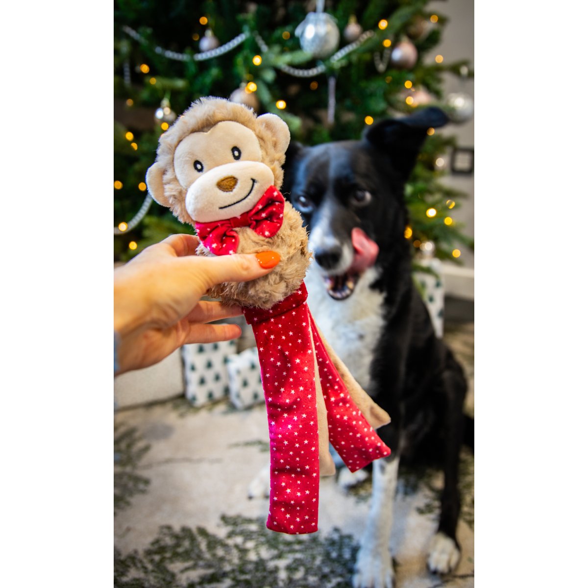 Rosewood Max Monkey festive squeaky dog toy held in front of a black and white dog ready for Christmas playtime