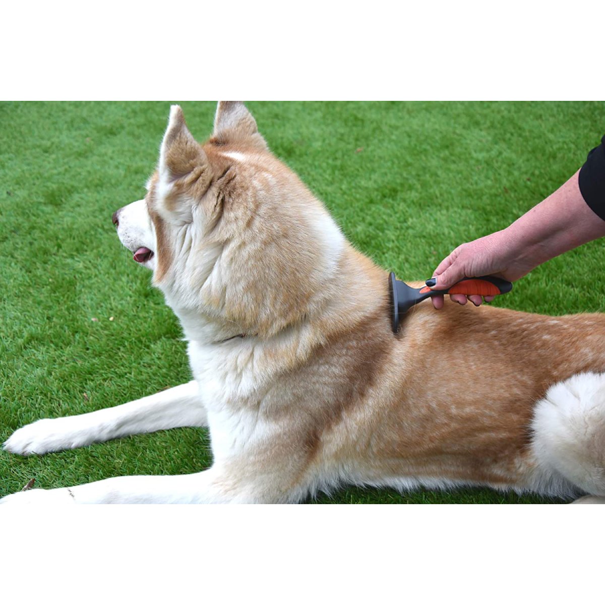 Dog being groomed with Rosewood Moult Stoppa de-shedding tool