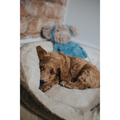 Rosewood My Dog Monkey plush dog toy beside a resting puppy for familiar comfort