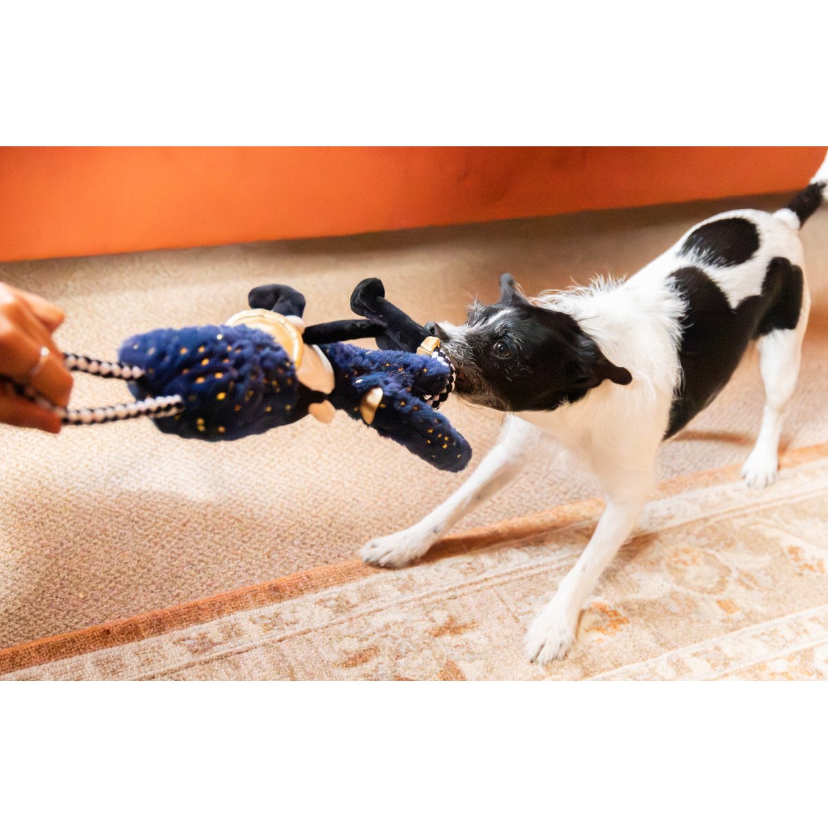 Black and white dog playing tug with Rosewood Nermal Nutcracker rope and plush Christmas dog toy