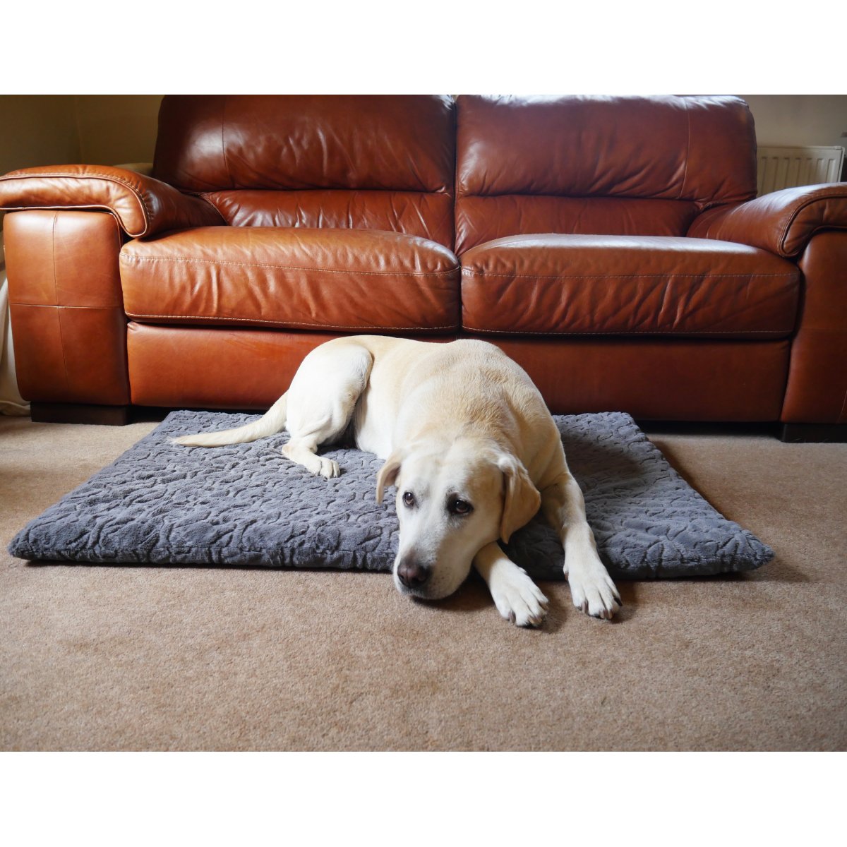 Cream Labrador lying on a grey Rosewood Orthopaedic Bone Plush Dog Mattress with its head resting on the carpet in front of a brown leather sofa.