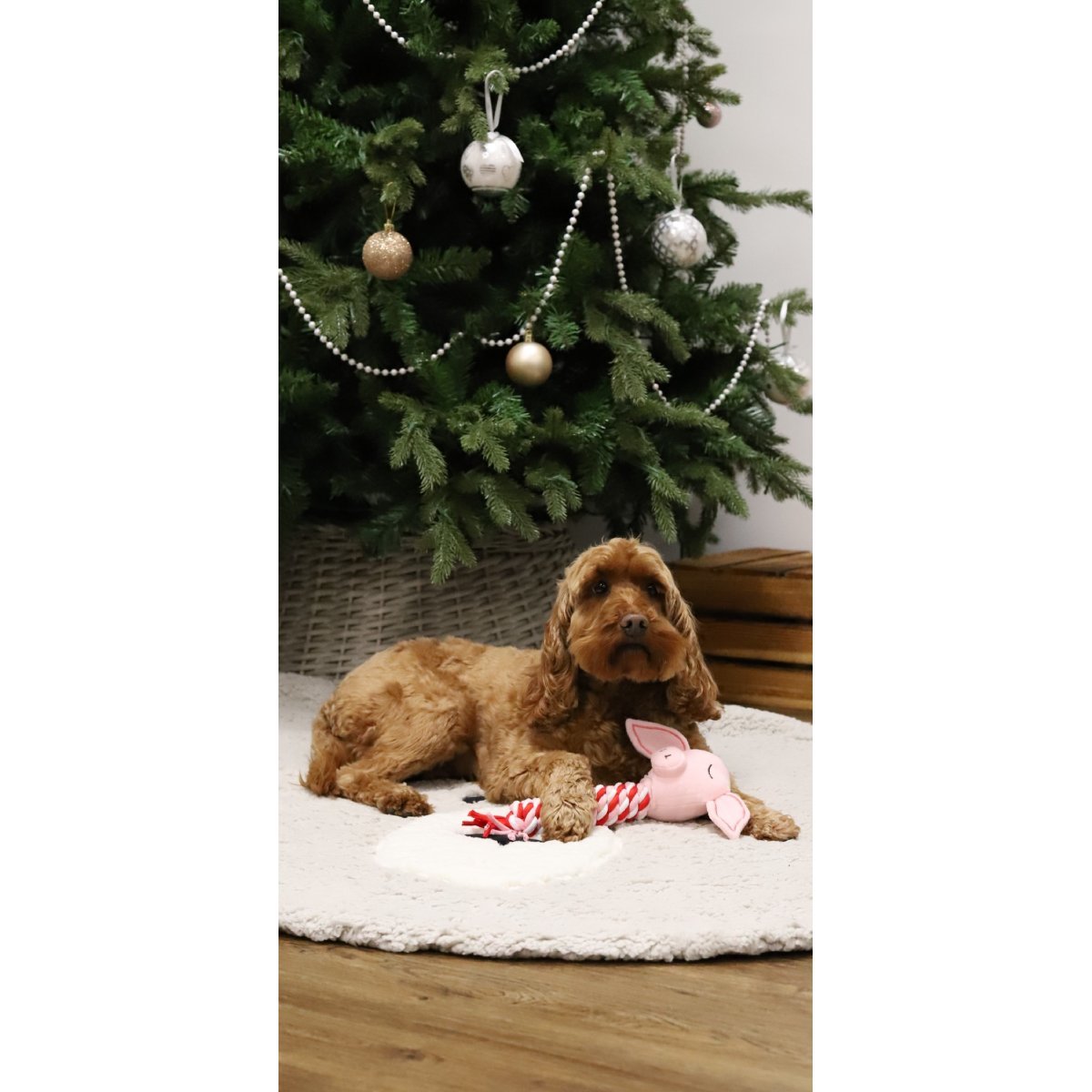 Brown dog resting with the Rosewood Pig in Blanket plush rope dog toy beside a decorated Christmas tree.