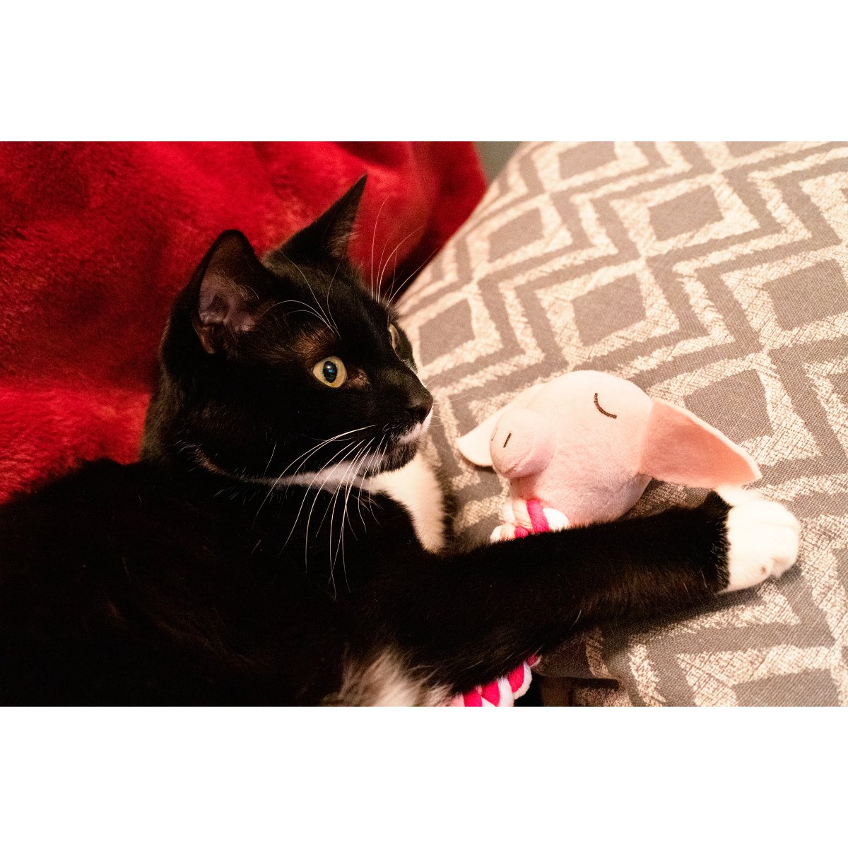 Black and white cat holding the pink pig head of the Rosewood Pig in Blanket Rope cat toy while lying on a sofa with the twisted rope body beneath its paws.