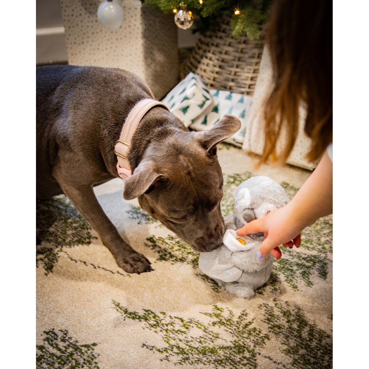 Grey dog sniffing the treat-hiding stocking on Rosewood Prancer Penguin interactive dog toy during Christmas playtime.